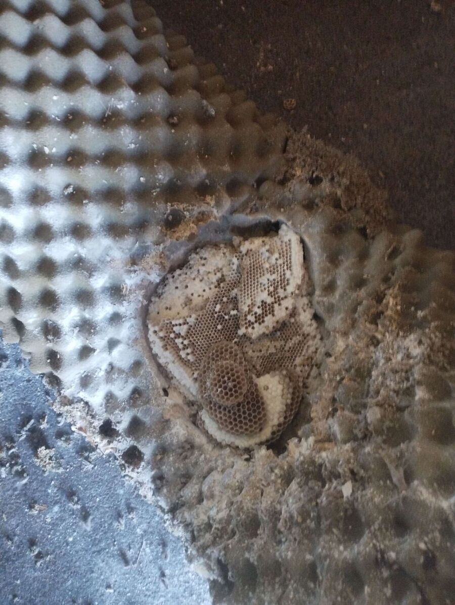 nid d abeille que faire