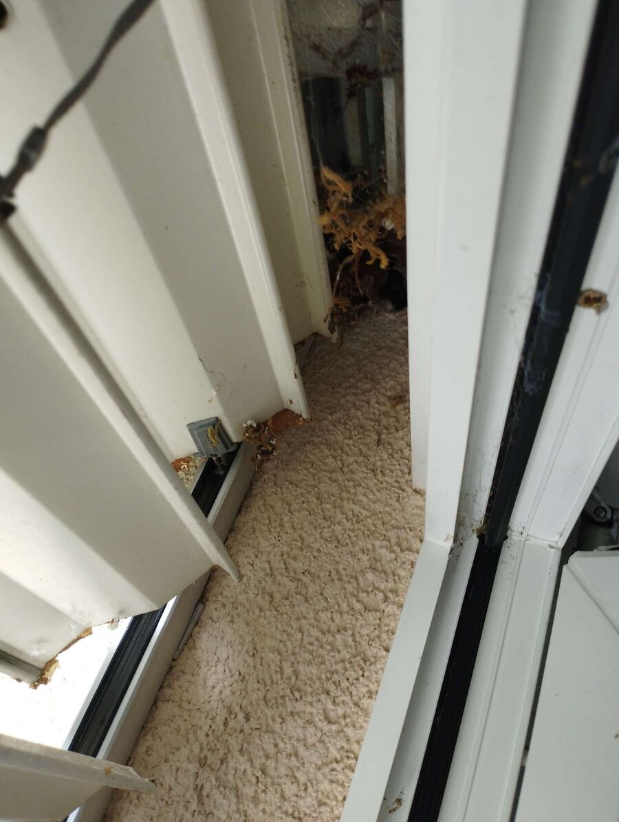 essaim d abeille enlevement