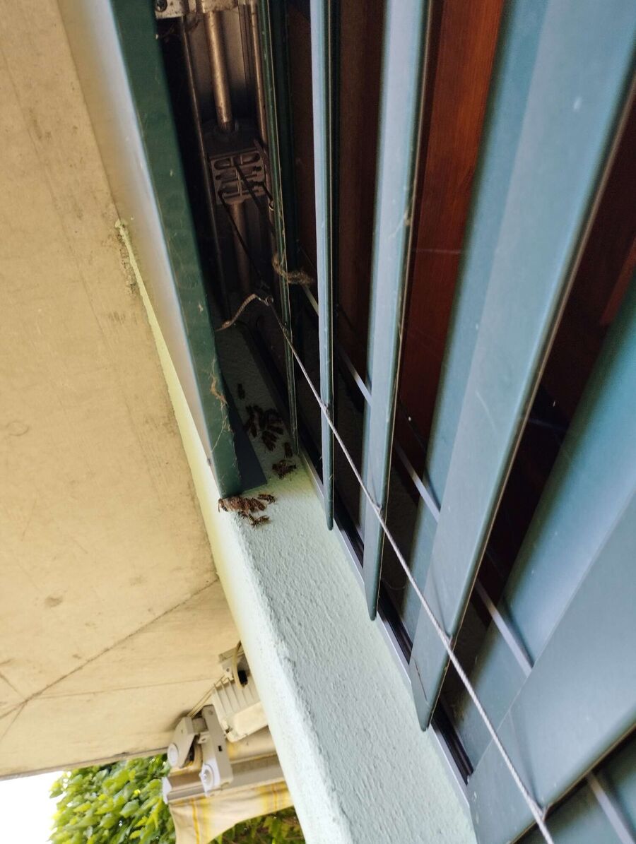 ruche abeille maison que faire