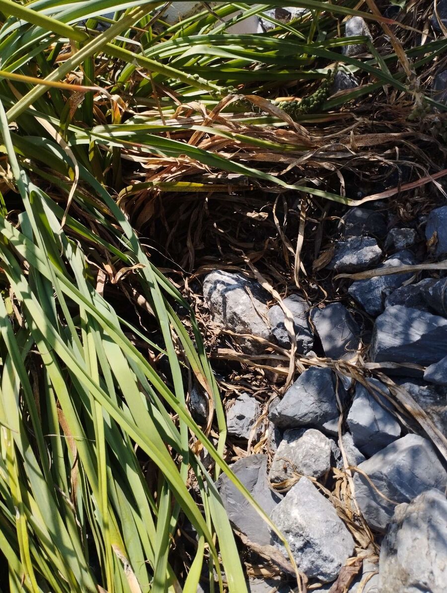 enlever un nid d abeille