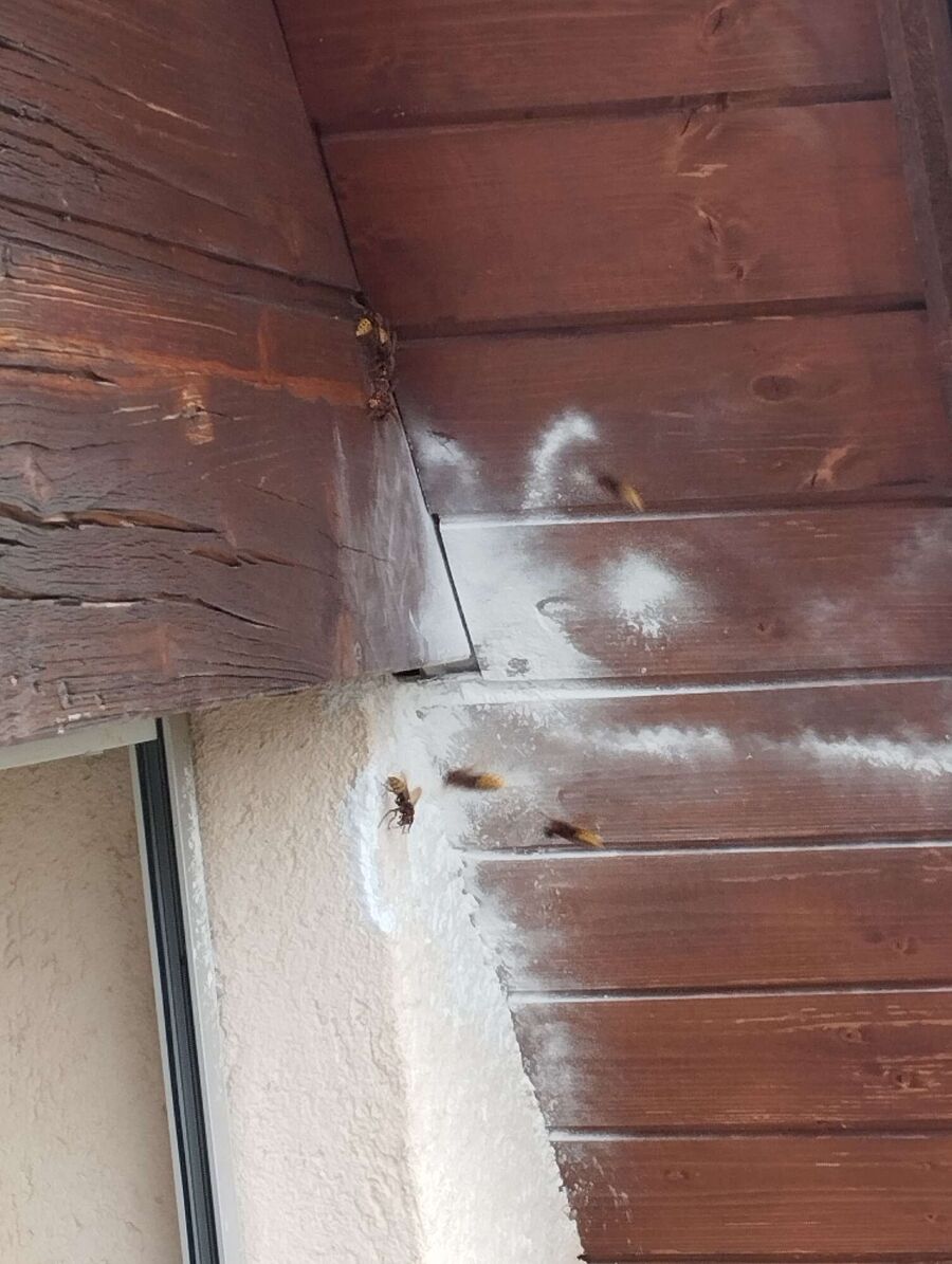 essaim d abeille enlevement