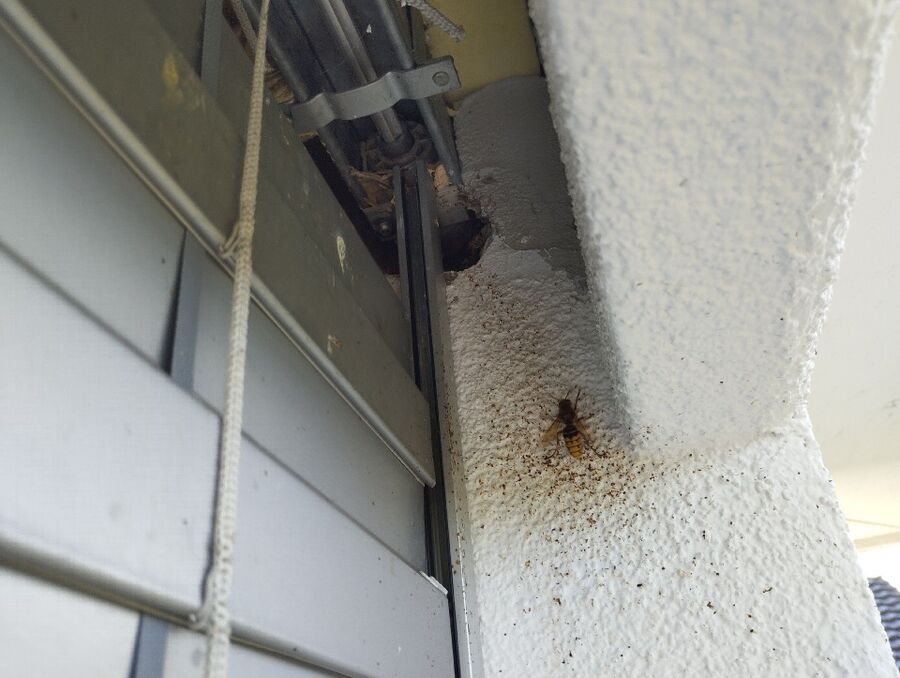 nid d abeille que faire