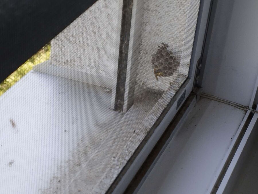 nid d abeille que faire