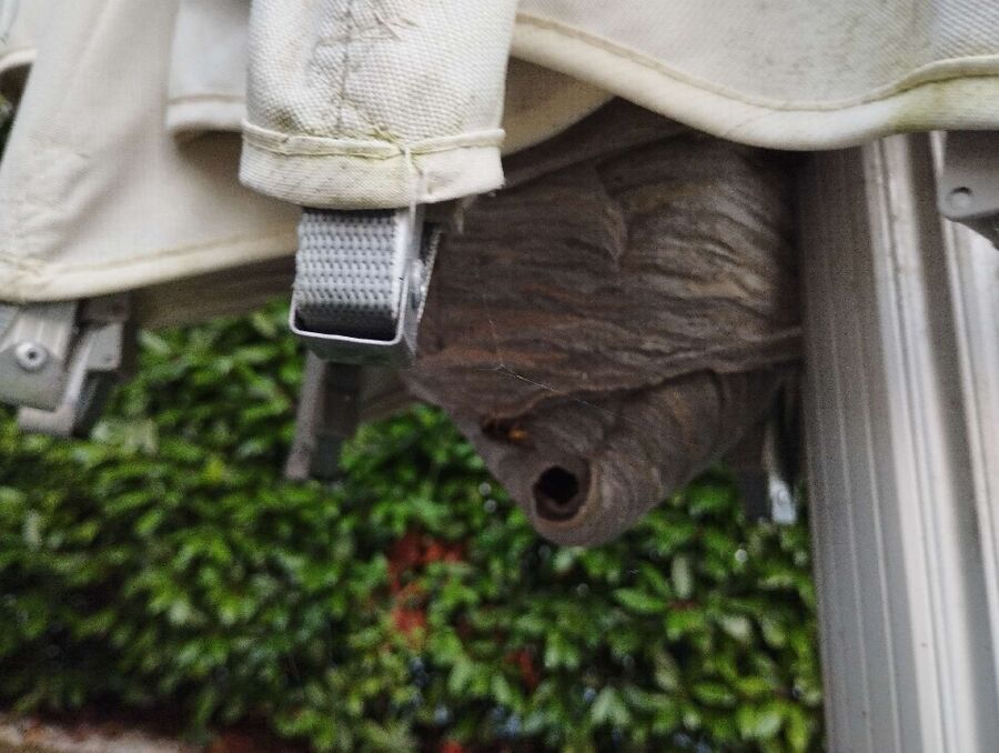 ruche abeille maison que faire