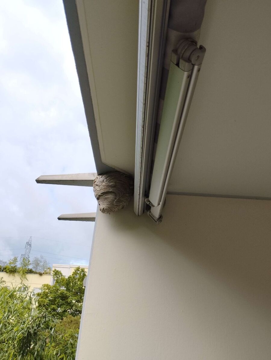 nid d abeille que faire