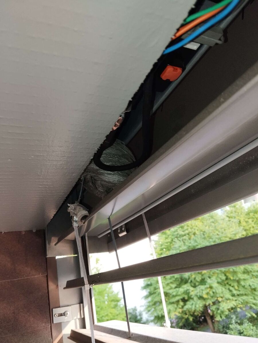 essaim d abeille enlevement