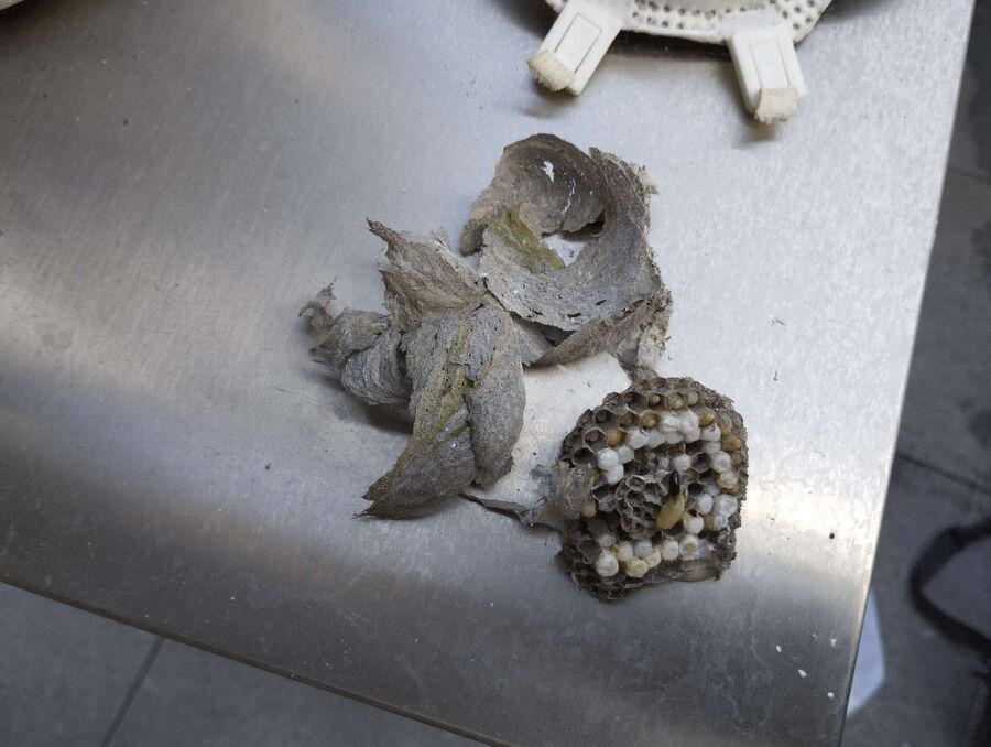 enlever un nid d abeille