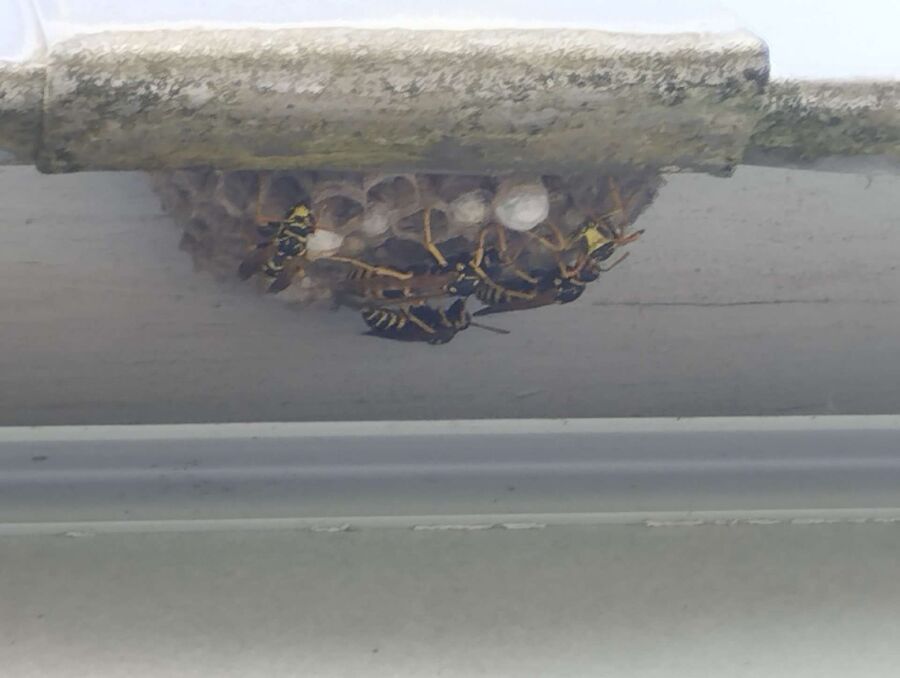 enlever un nid d abeille