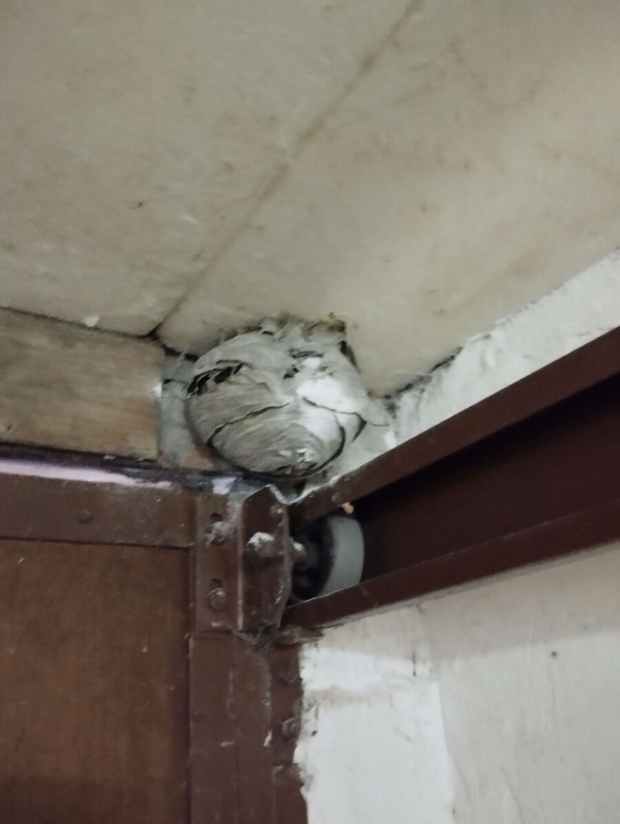 ruche abeille maison que faire