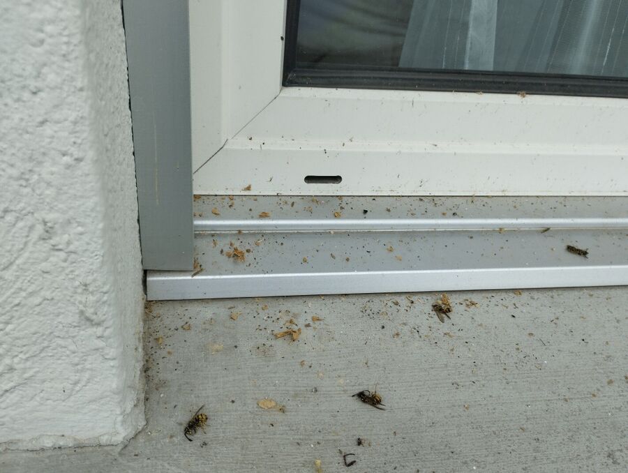 nid d abeille que faire