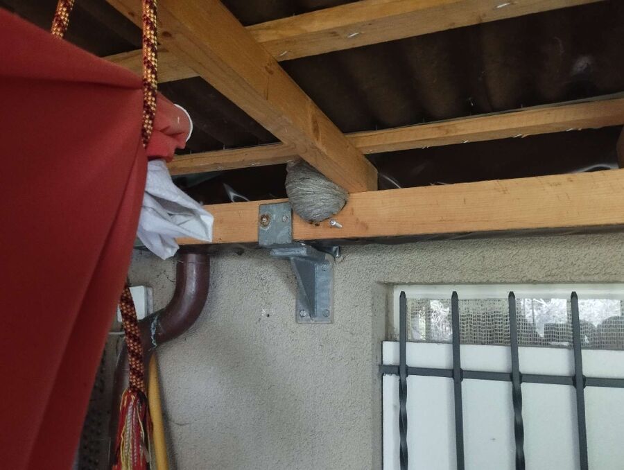 ruche abeille maison que faire