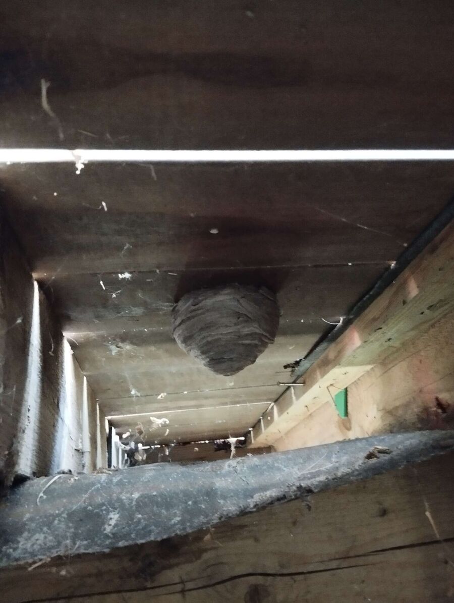 ruche abeille maison que faire