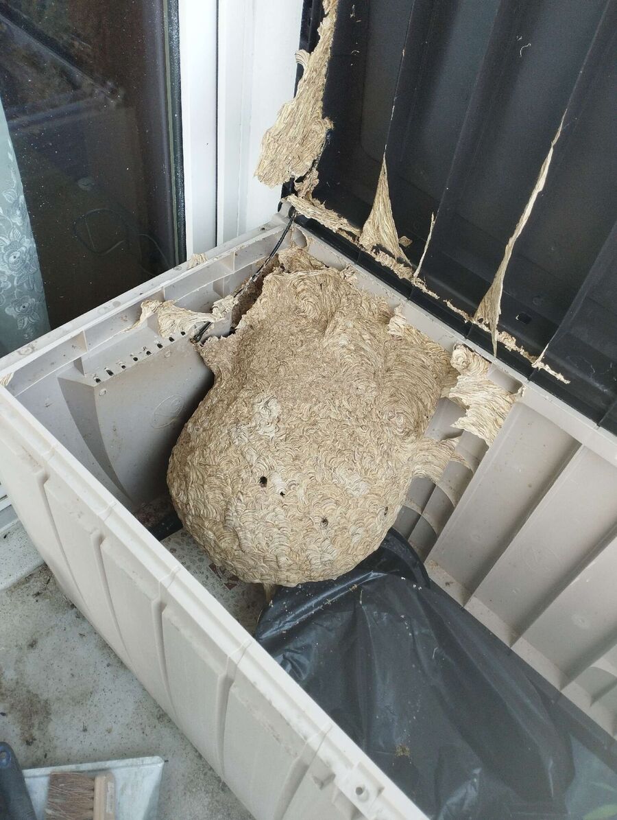 enlever un nid d abeille