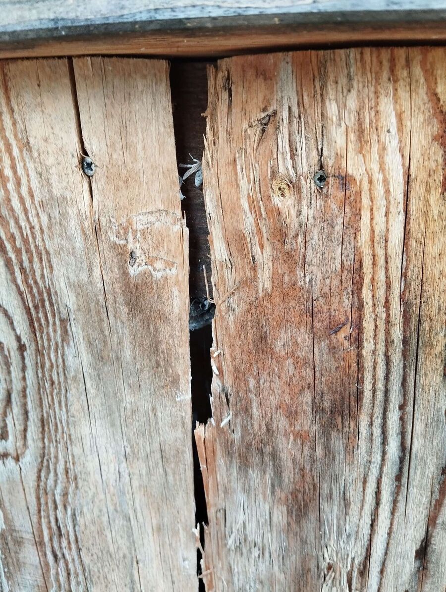 ruche abeille maison que faire