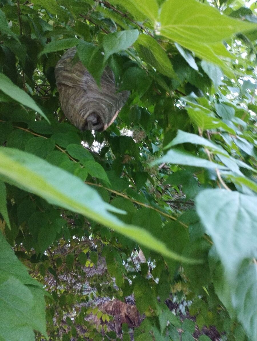 enlever un nid d abeille