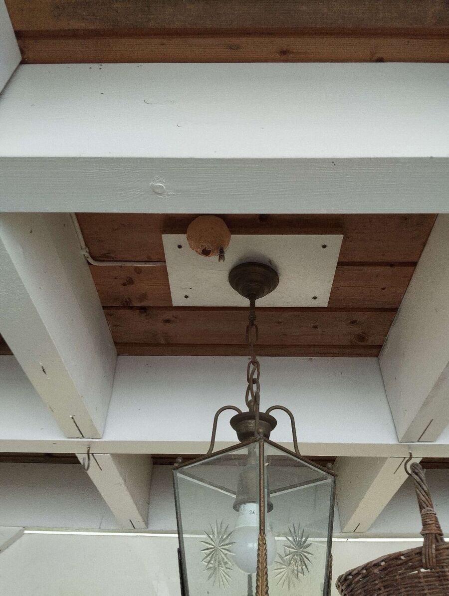 essaim d abeille enlevement