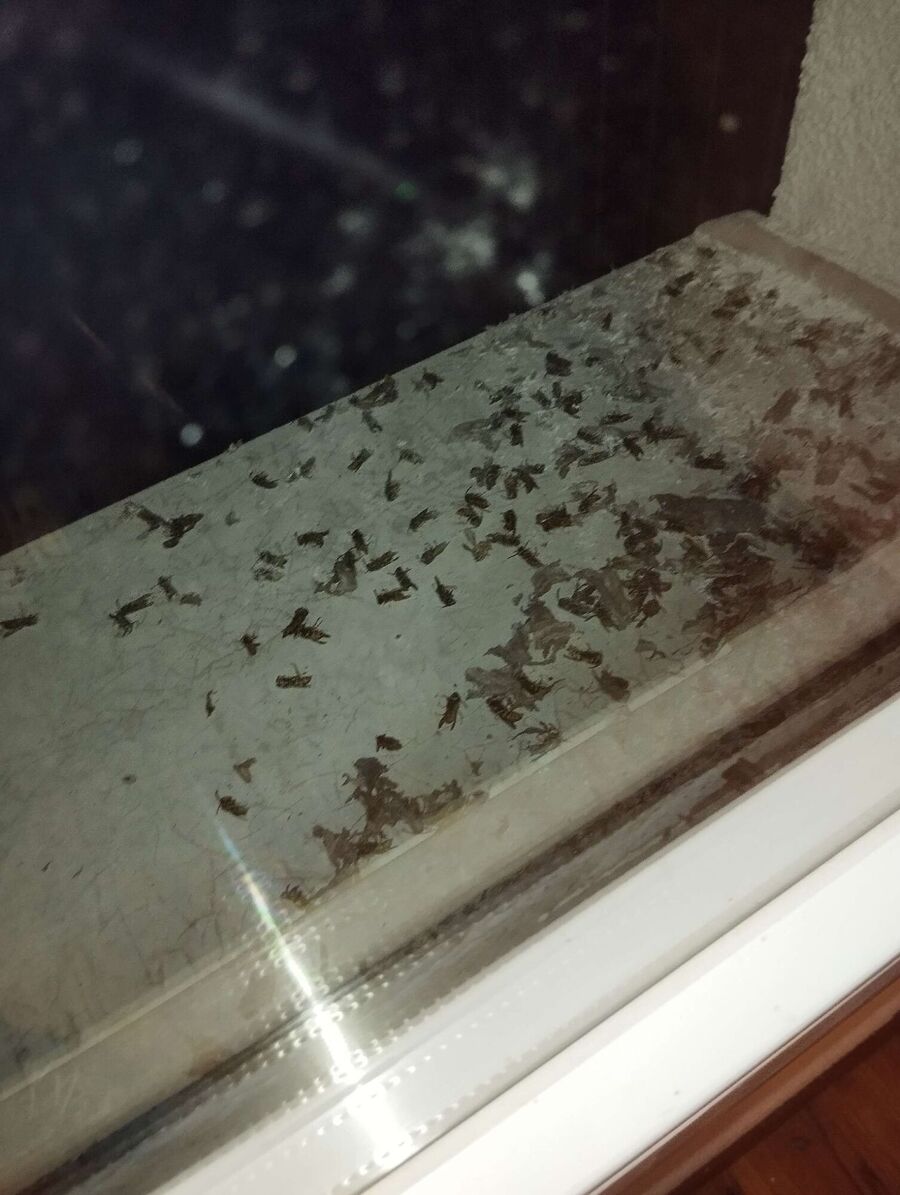 nid d abeille que faire