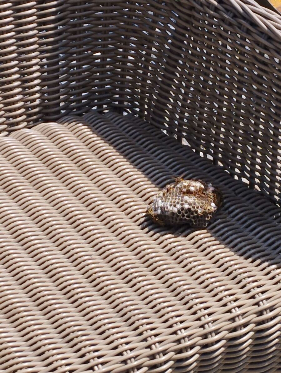 nid d abeille que faire