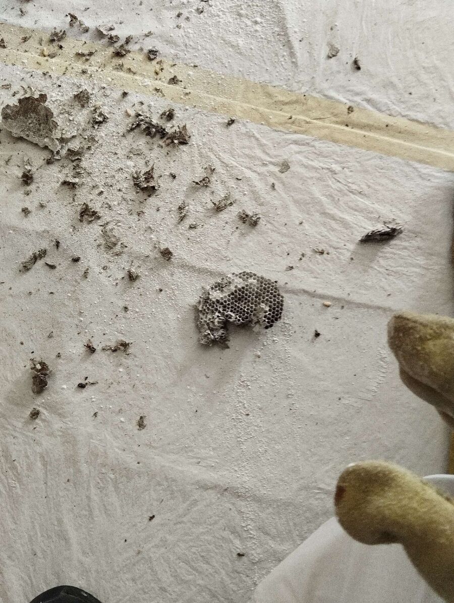 nid d abeille que faire