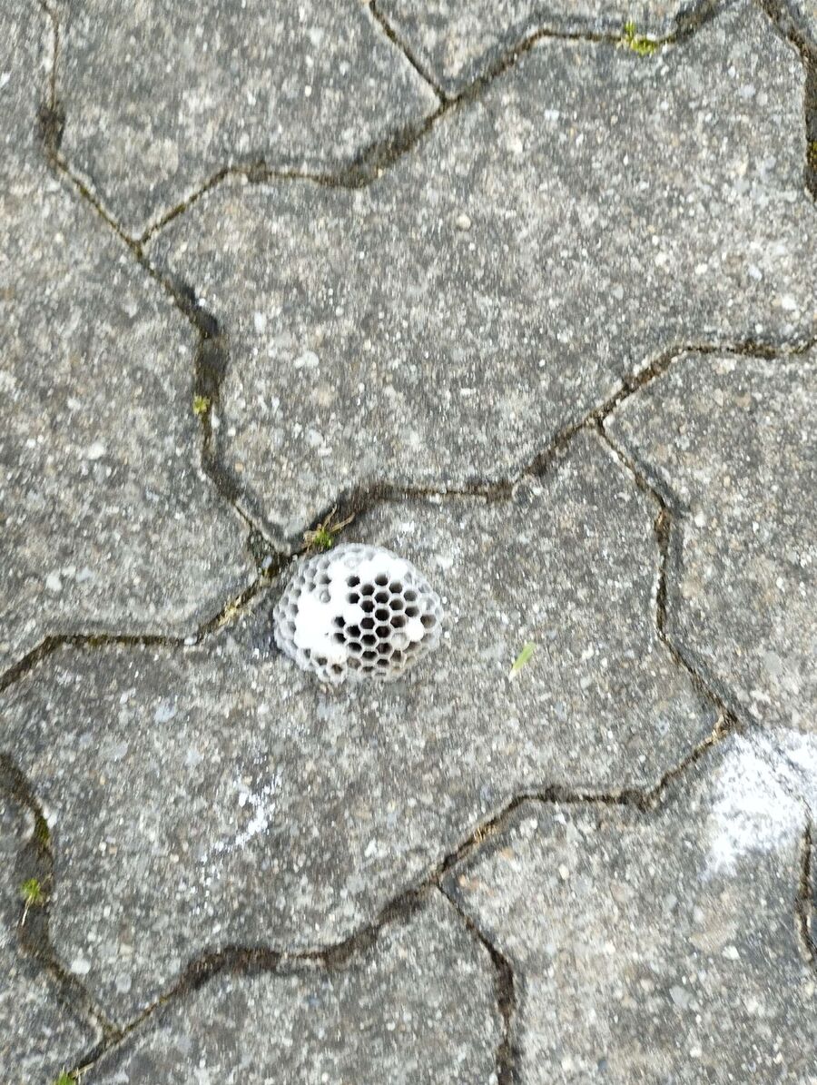 essaim d abeille enlevement