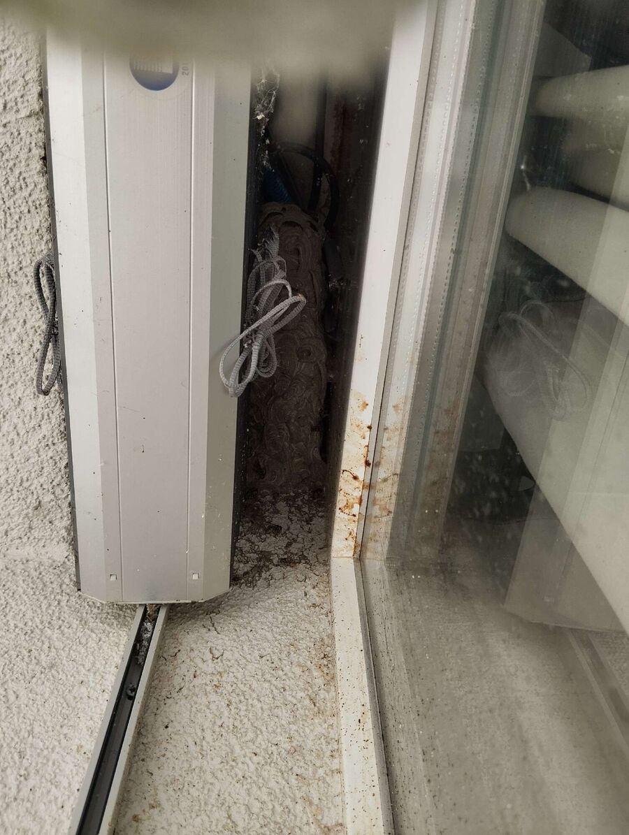 ruche abeille maison que faire