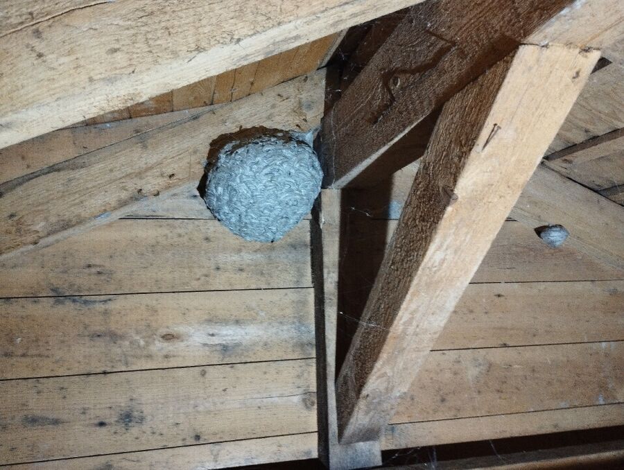 enlever un nid d abeille