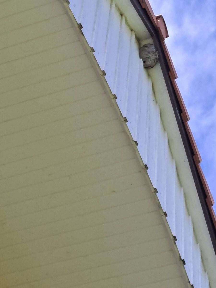 enlever un nid d abeille