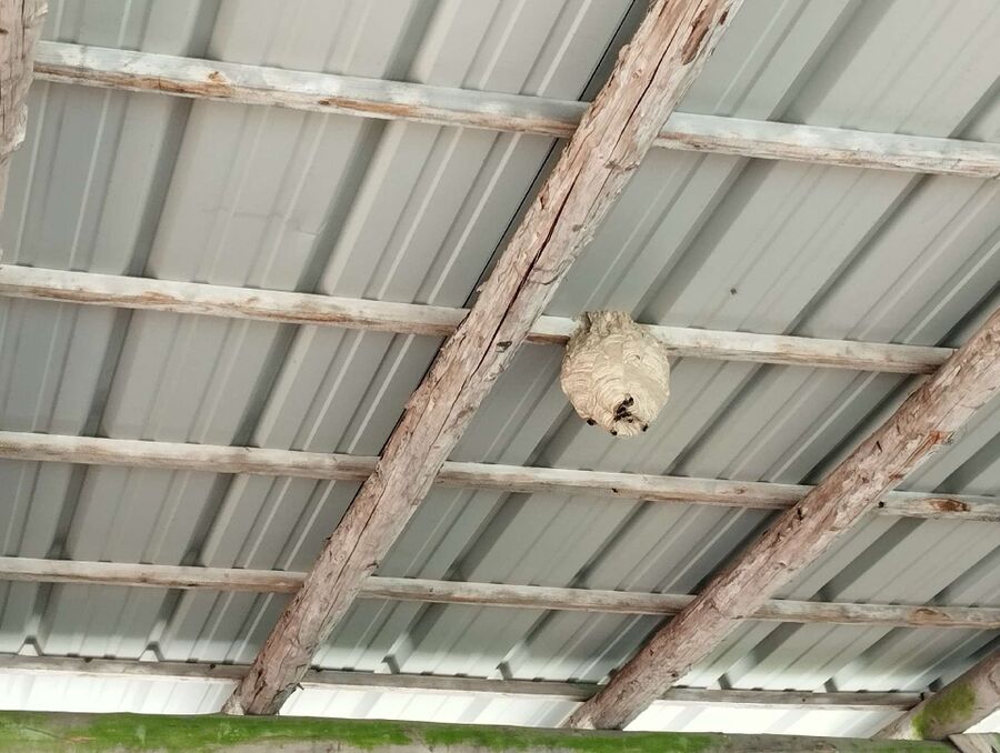 nid d abeille que faire