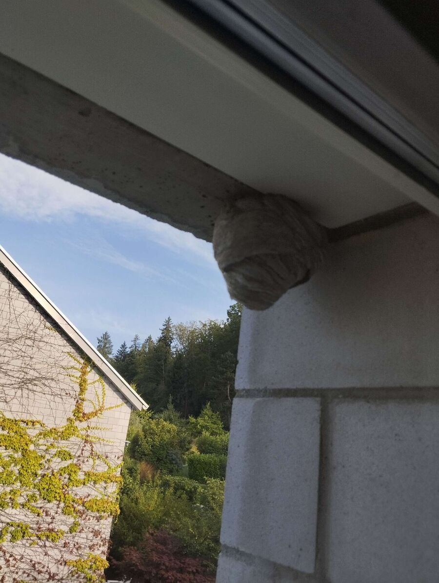 ruche abeille maison que faire