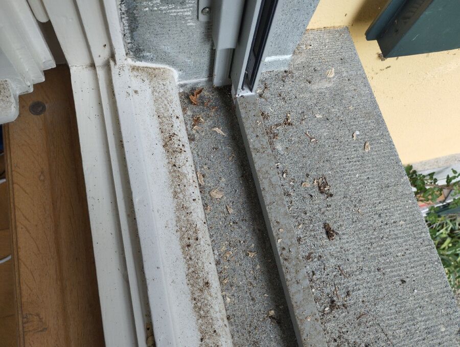 essaim d abeille enlevement