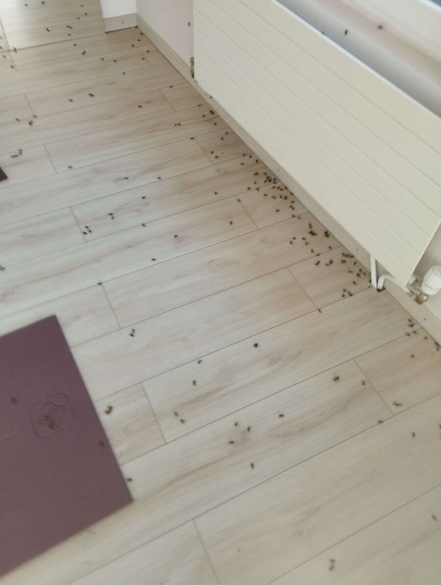 essaim d abeille enlevement