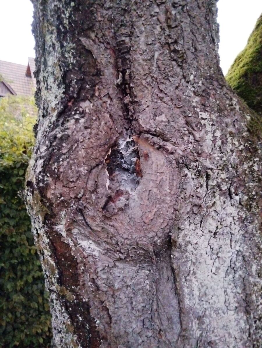 nid d abeille que faire