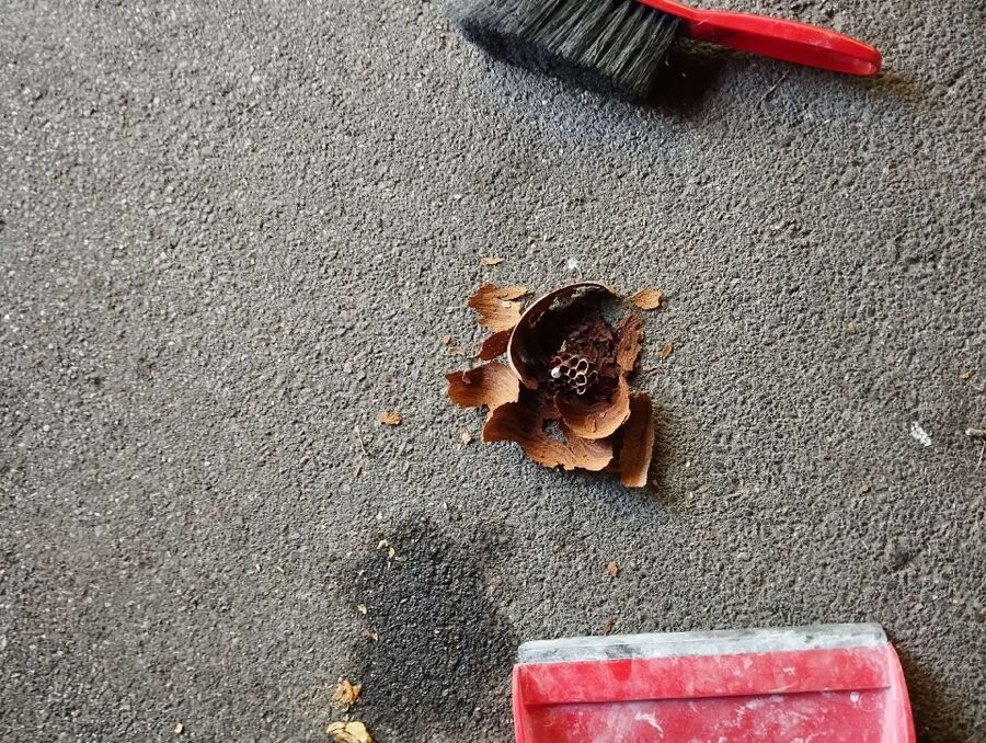 nid d abeille que faire