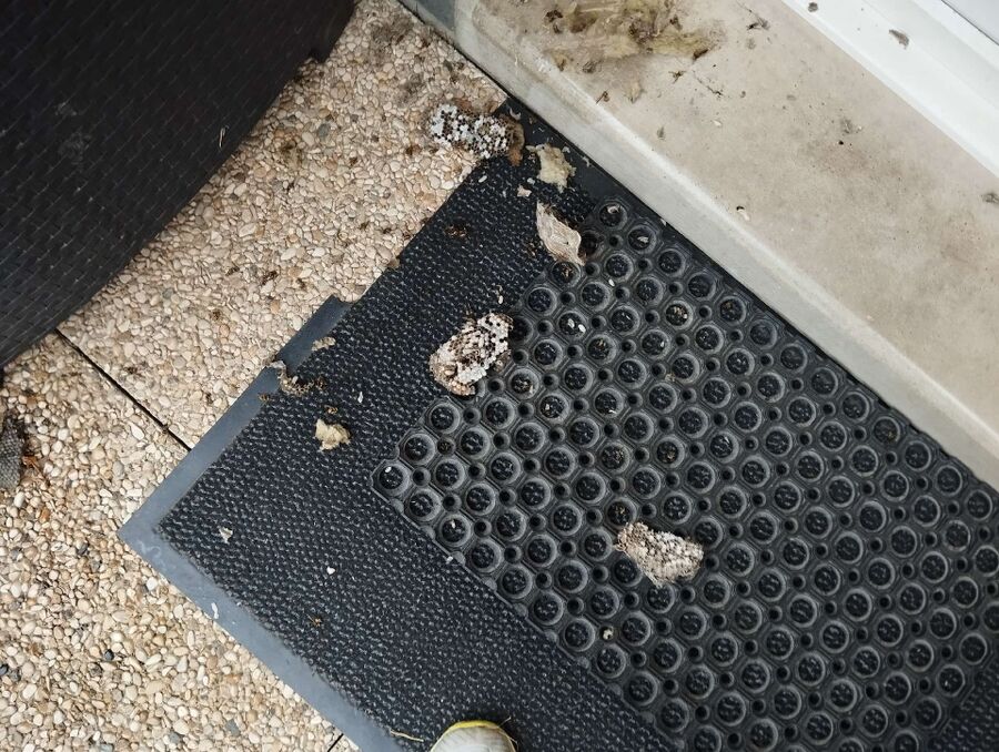 enlever un nid d abeille