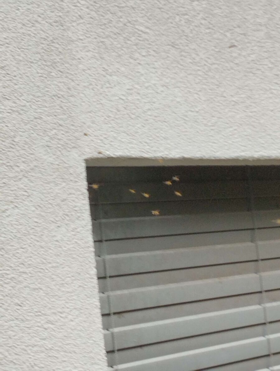 essaim d abeille enlevement