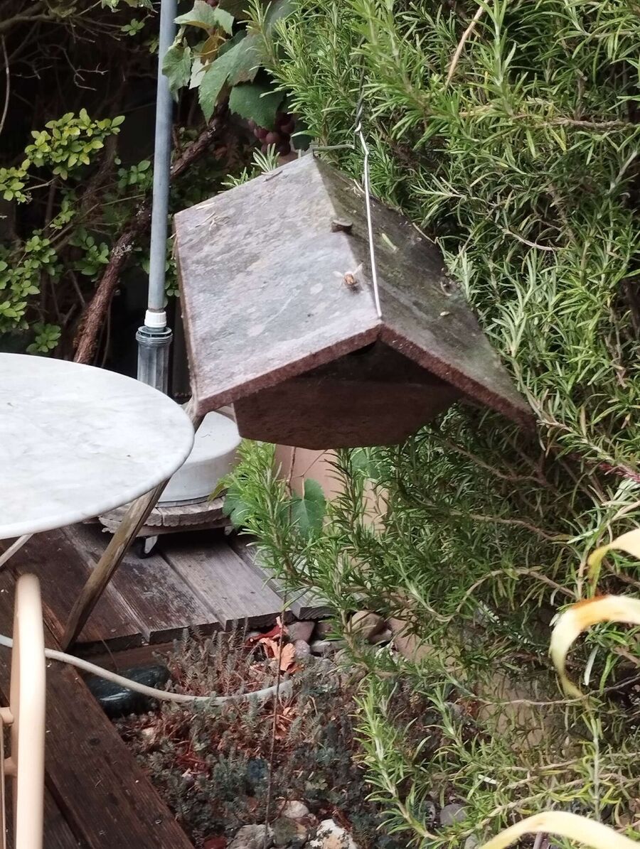 ruche abeille maison que faire