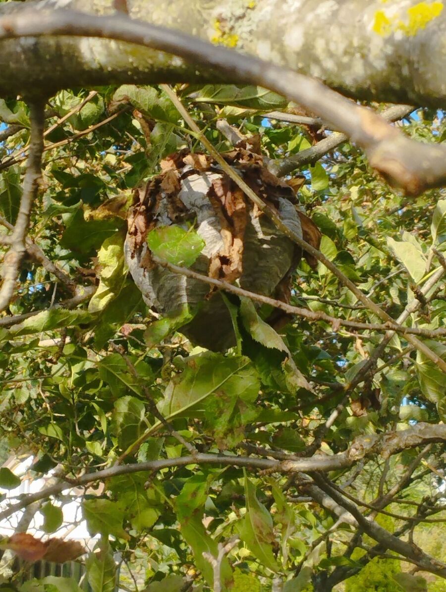 nid d abeille que faire