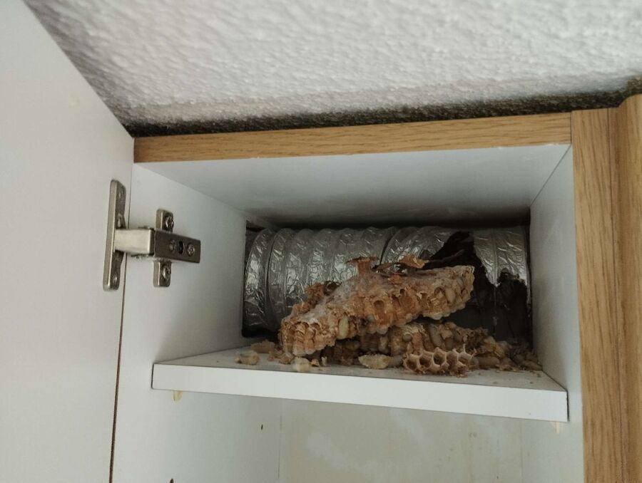 enlever un nid d abeille