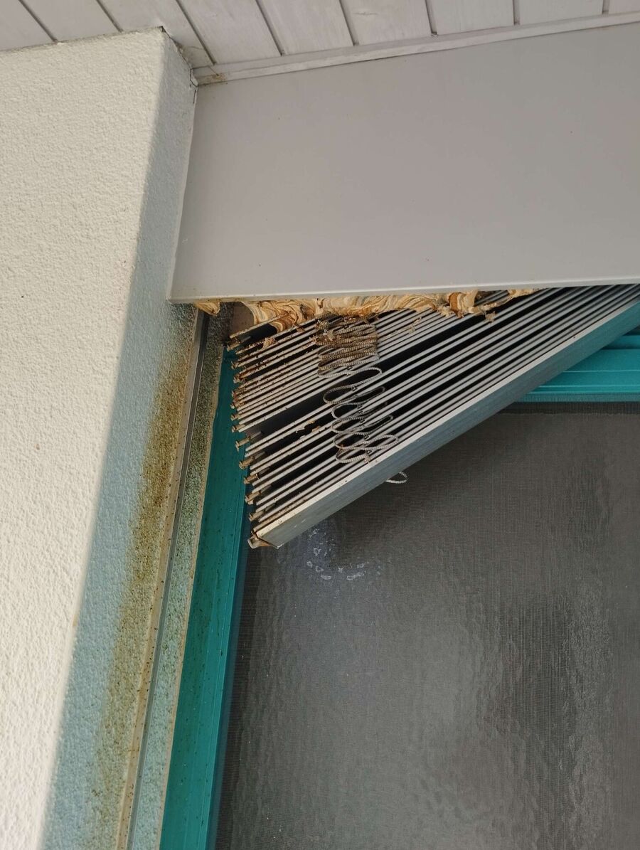 essaim d abeille enlevement