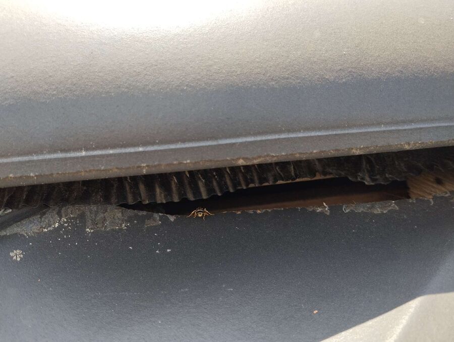 essaim d abeille enlevement