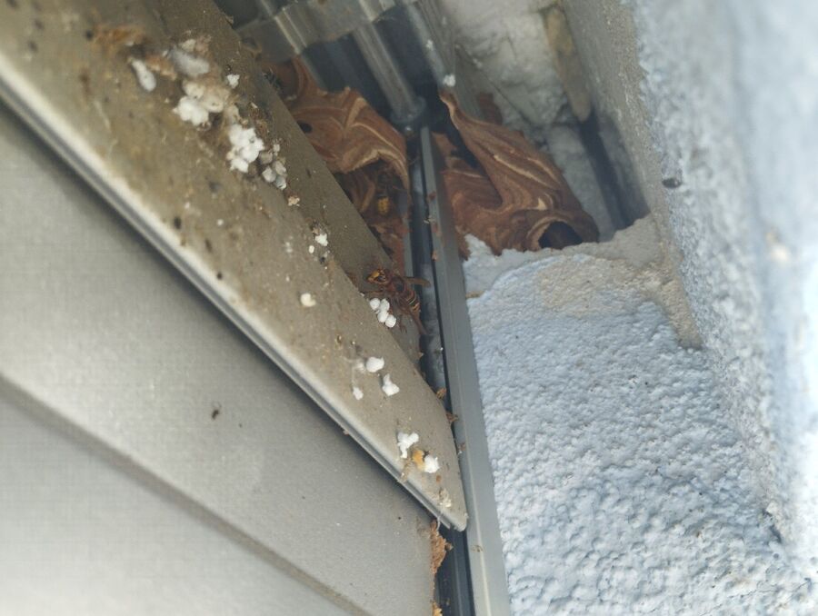 nid d abeille que faire