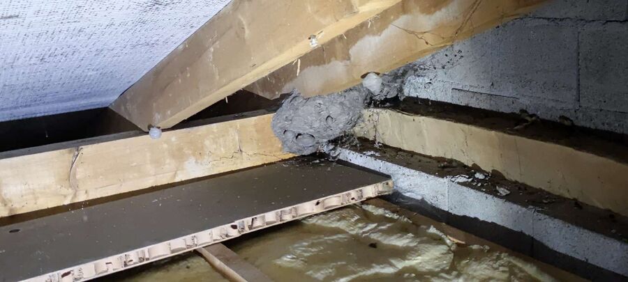 ruche abeille maison que faire