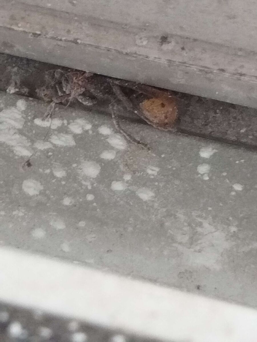 ruche abeille maison que faire