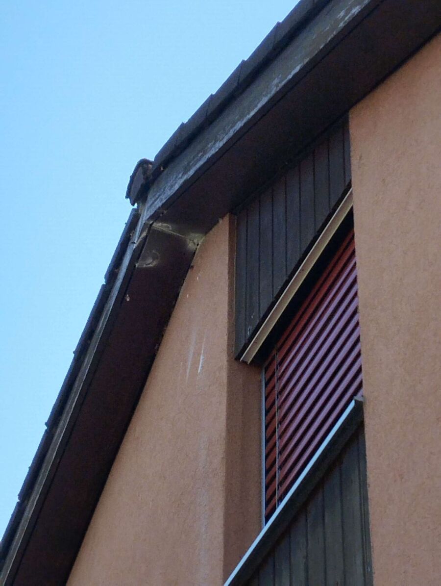 ruche abeille maison que faire