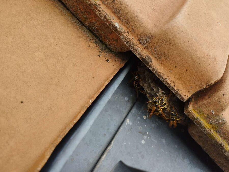 essaim d abeille enlevement