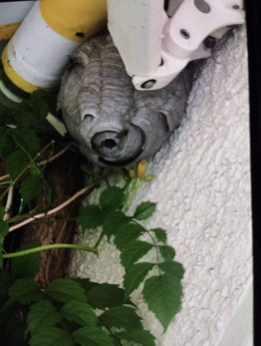 enlever un nid d abeille