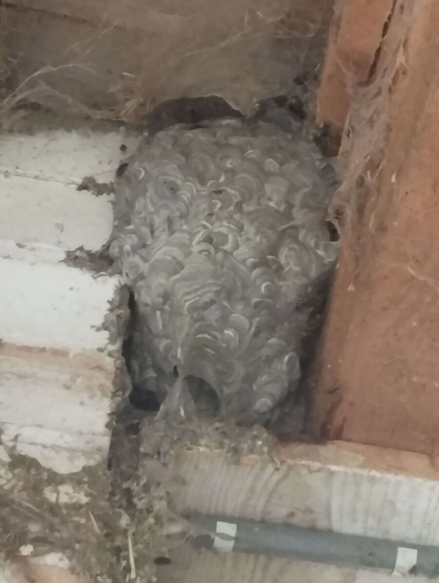 essaim d abeille enlevement