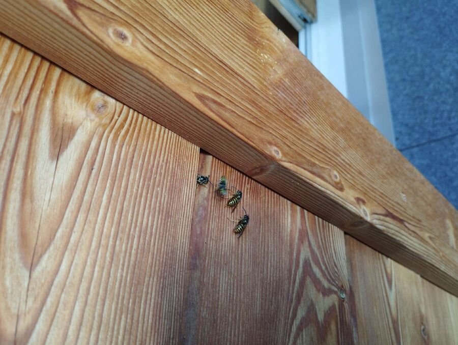 enlever un nid d abeille