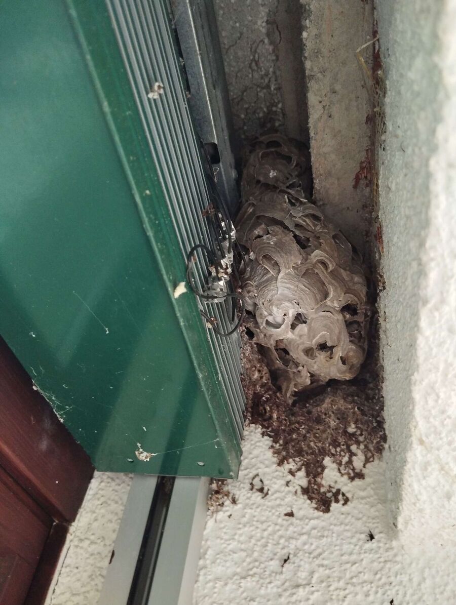 ruche abeille maison que faire