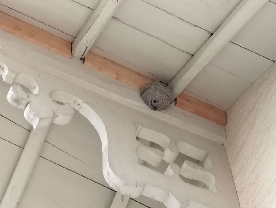 nid d abeille que faire